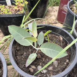 Eucalyptus woodwardii- 1 Gallon Plant