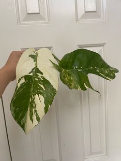 Albo Epi plant CUTTING