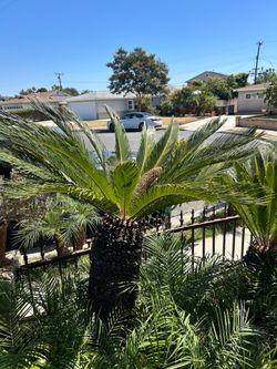 Sago Palm cycas revoluta