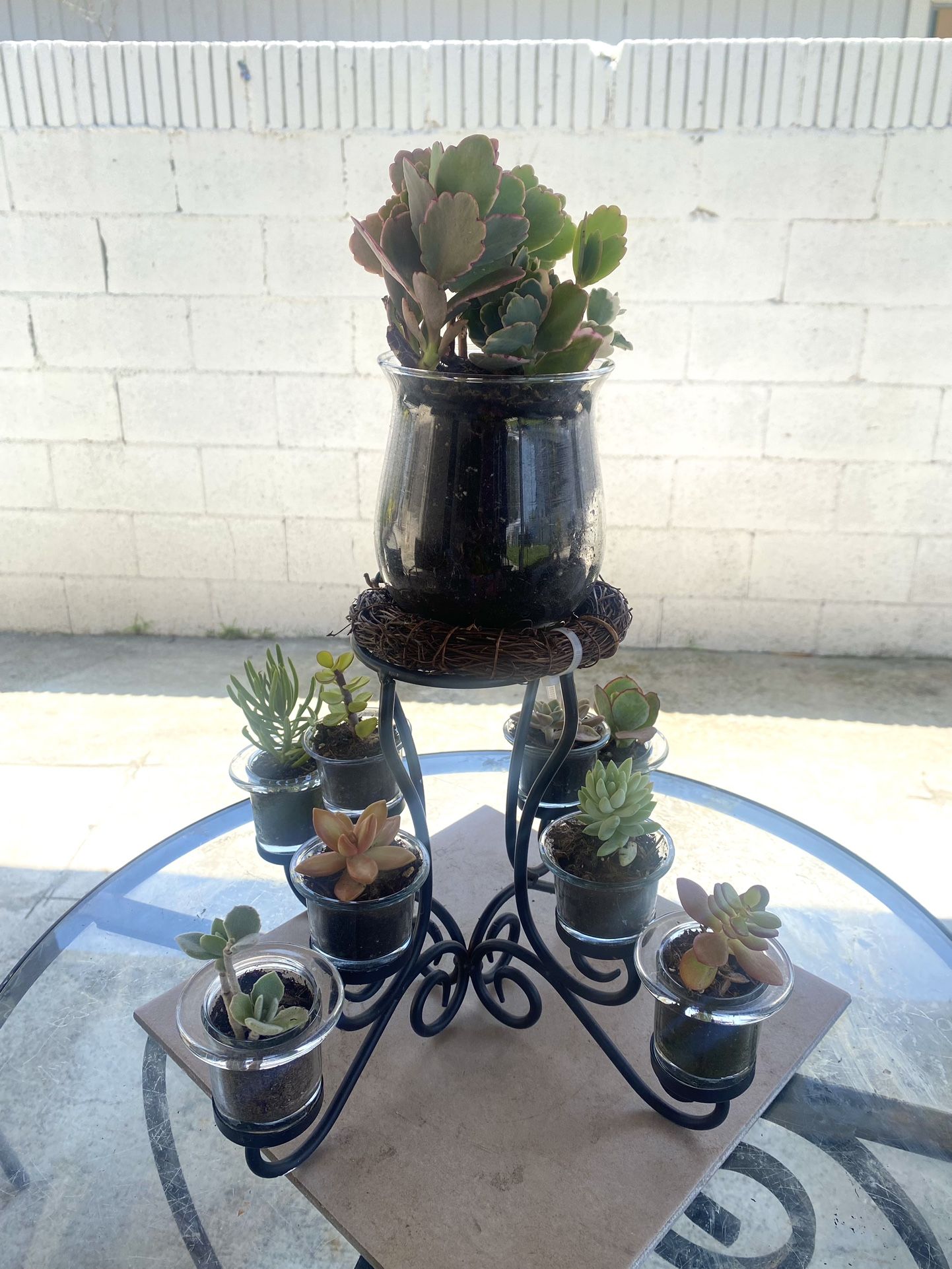 Nine Succulent Plants With Stand 