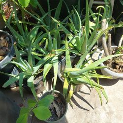Vendo sábilas plantas naturales sábila comestible a 10 USD cada una