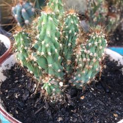 Cactus $12 Each