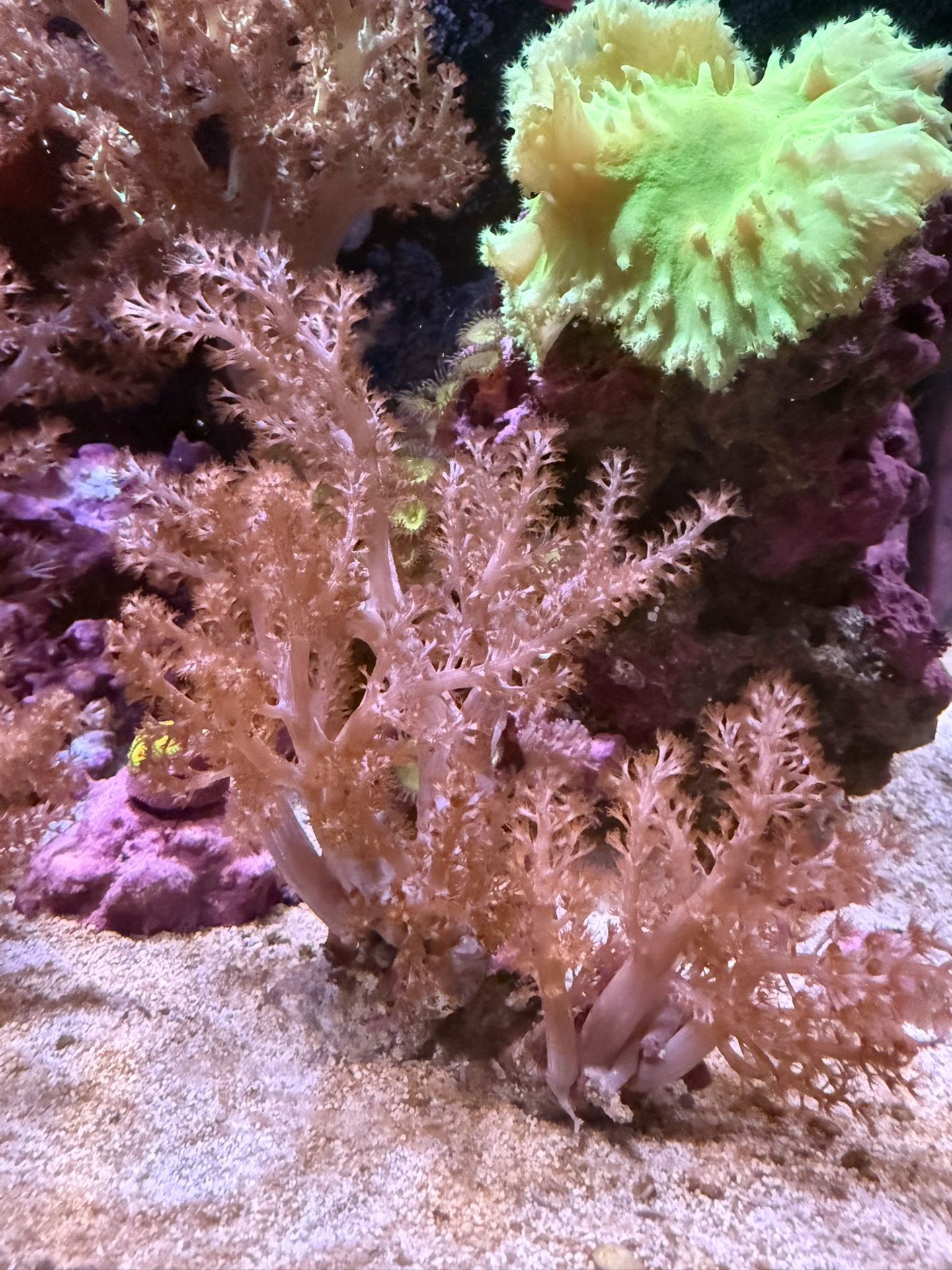 Kenya Tree Coral 