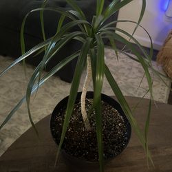 Dragon Tree Dracaena Marginata