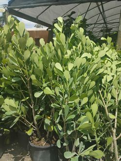 Clusia overgrown 7gl 4-4.5ft🌱$23