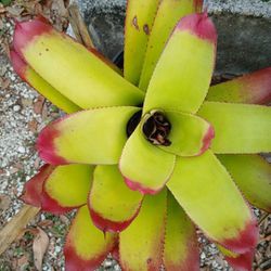 Gorgeous Bromeliad Many Other Varieties Landscape Plant Houseplant
