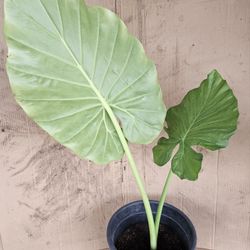 Elephant Ear 