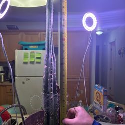 San Pedro Cactus Wachuma Echinopsis pachanoi