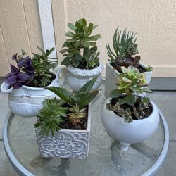 Cute Succulents