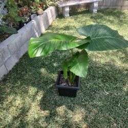 Beautiful Plant