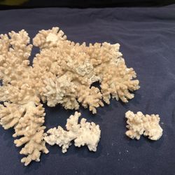 Natural Coral Fish Tank Aquarium