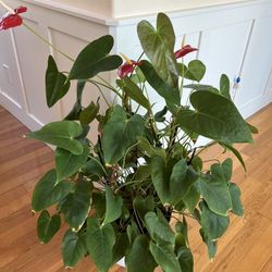 Big Interior Plant