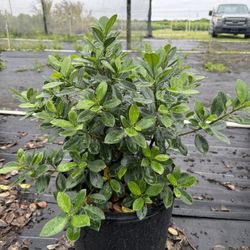 Spectacular Green Island plants, 7 gallons