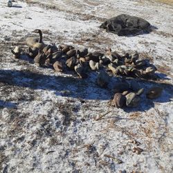 Decoys For Days!! 