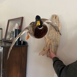 Mallard Duck Mount.  