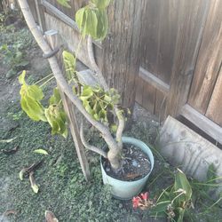 Fruit Tree