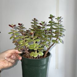 Jade Plant In 5" Pot