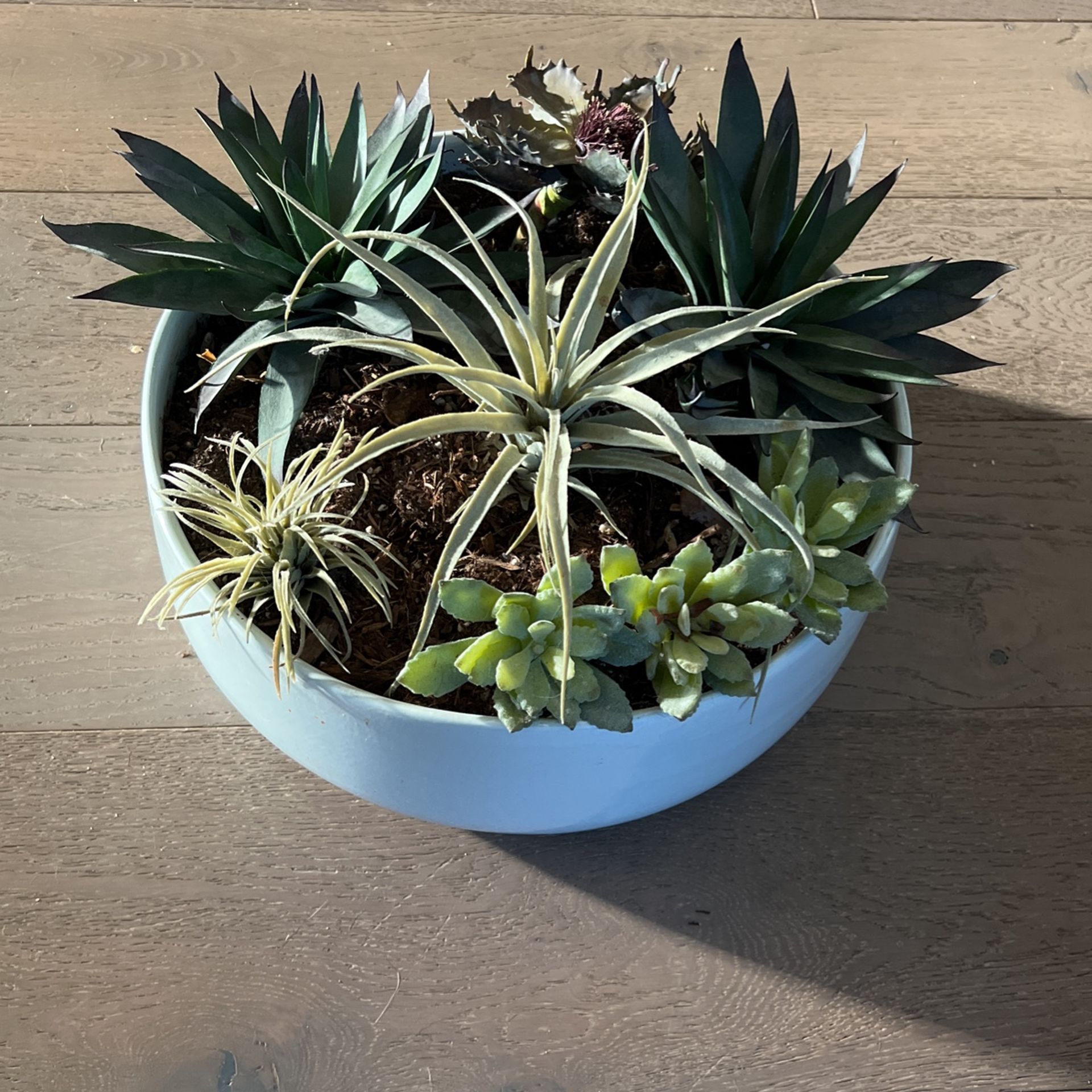 Artificial Succulent Arrangement 