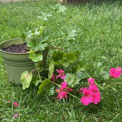 Ivy Pink  Geranium 