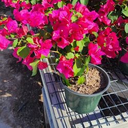 Bugamblias Plantas Todos Colores