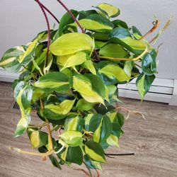 Brazil Pothos Plant