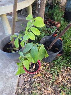 Ice Cream Bean Plant