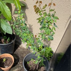 Plants De  Guamuchil