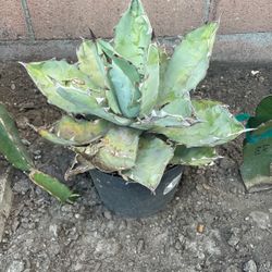 Agave Titanota - Rancho Tamblor