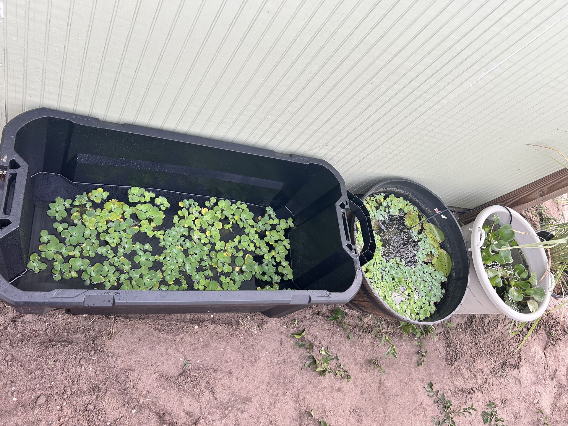 Dwarf water, lettuce