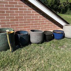 Potted Plants: Fiddle-leaf Fig , ZZ,  Yucca $25