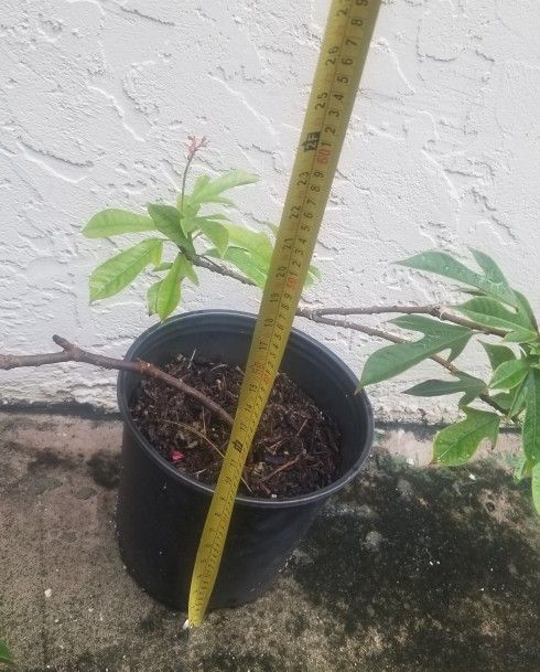 Jatropha Plant,  Live 