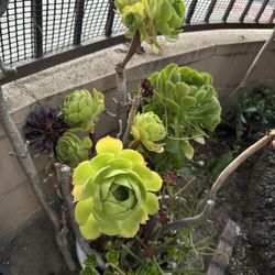 Peruvian Rose 