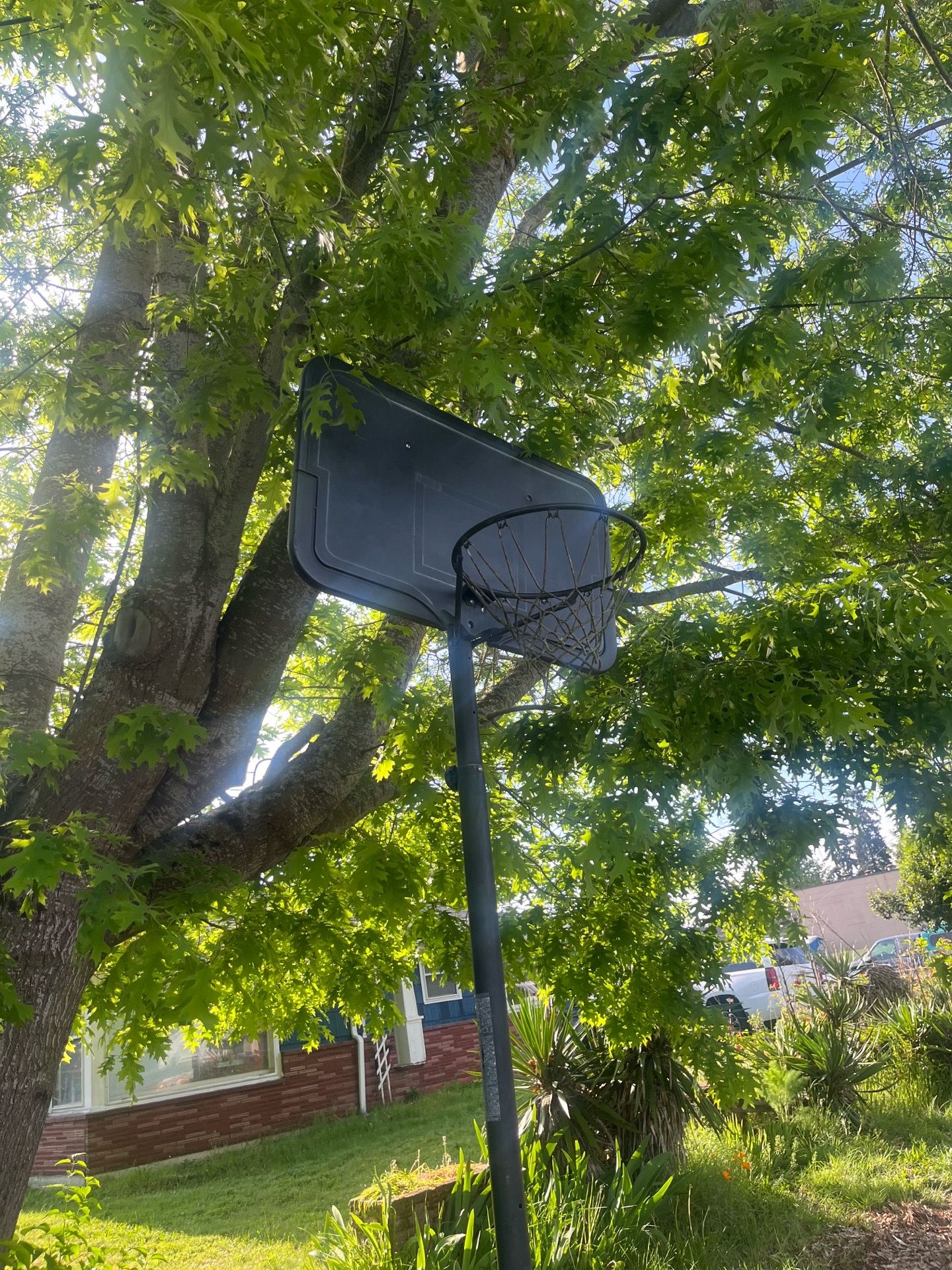 Free basketball hoop
