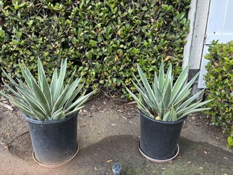 Agave plant