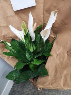 Peace Lilly 