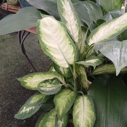 Gorgeous Indoor Plants 🏡from $15