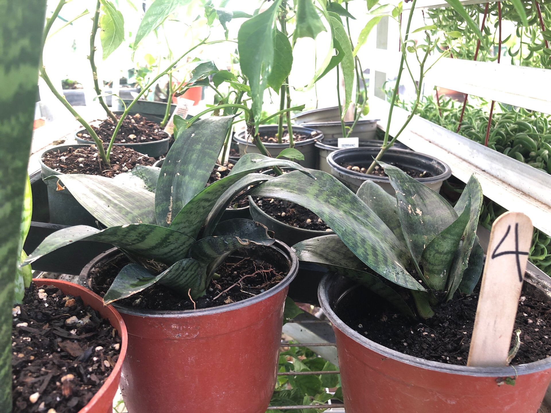 Snake plant on sale . In 6 in pot