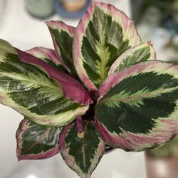 CALATHEA Prayer Plant In 6 Inches Pot