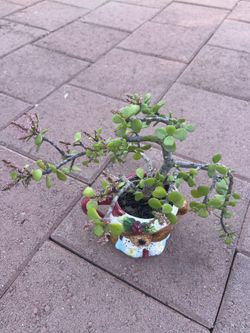 Beautiful Unique Rare Pink Blooming Succulent Flower In Ceramic Pot Home Patio Yard Garden
