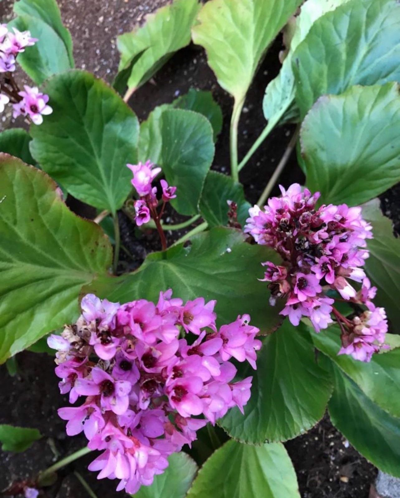 Bergenia, Pig's Squeak Perennial Plant Blooms Twice a Year in February and Autumn.