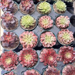 Aeoniums $5 Each