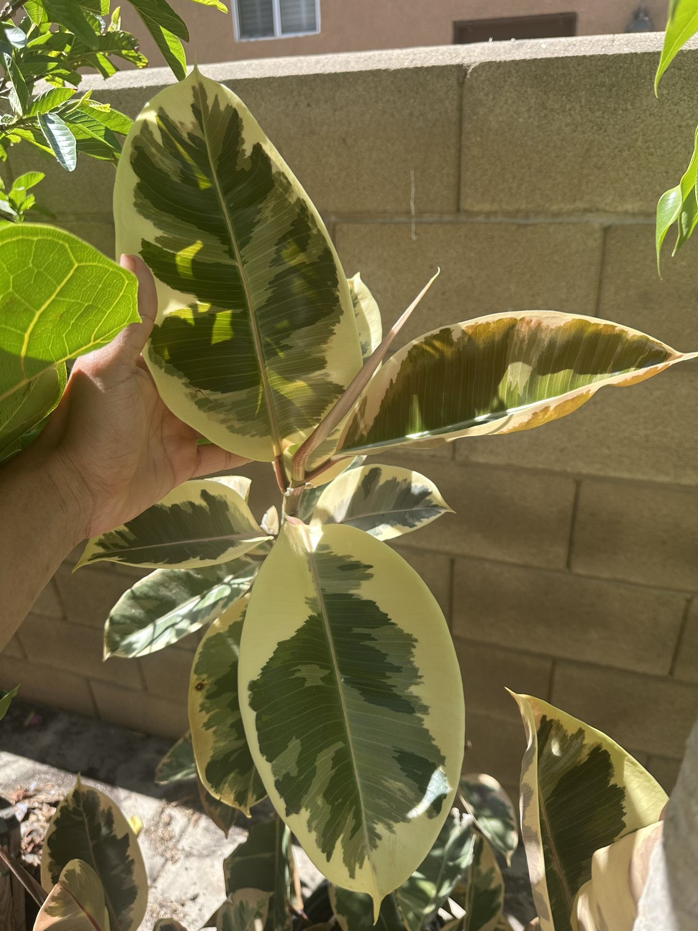 Variegated Rubber Tree