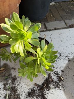 Planta Natural