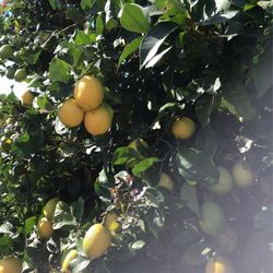 Organic lemons $. 1.50 Lb