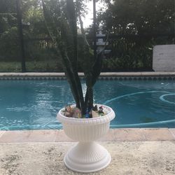 Plant Arrangement
