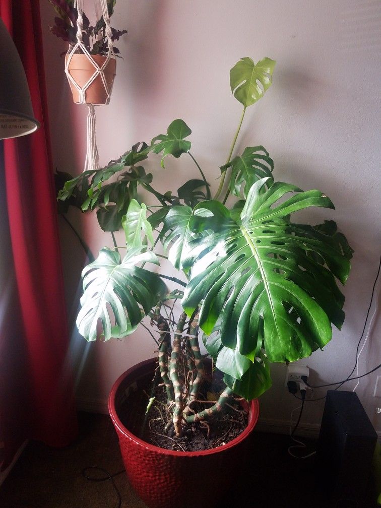 philodendron siam sunrise variegata Philodendron  domesticum 'Siam Sunrise'  Variegated Hybrid