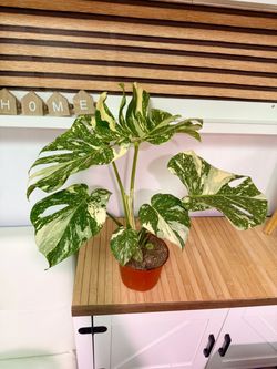 Plants (6”pot🌿Monstera Thai con $35)