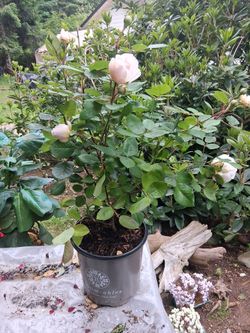 Bloomables rose bush