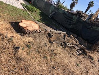 stump free