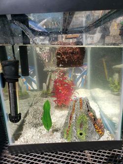 Fish Tank I Think 10 Gallons